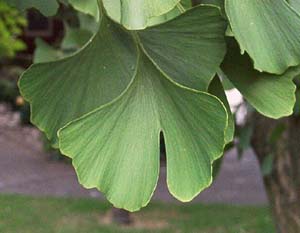 Einzelnes Blatt ...