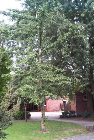 Junger Baum in der Tierklinik Hochmoor (Gescher-Hochmoor, NRW).