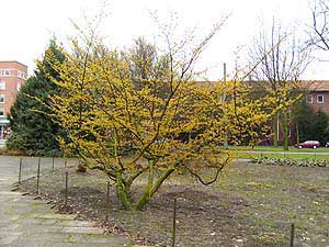 Hamamelis: Habitus des Strauch, Ge-Buer, Park an der Goldbergstra&szlig;e.