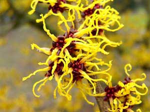 Hamamelis: Bl&uuml;tenstand in Aufsicht.