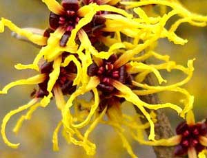 Hamamelis: Bl&uuml;te in Aufsicht.
