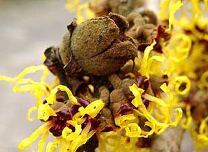 Hamamelis: leere Kapselfr&uuml;chte.