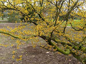 Hamamelis: Detail des Strauchs, Ge-Buer, Park an der Goldbergstra&szlig;e.
