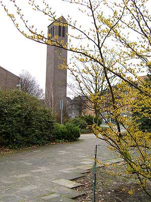 Hamamelis: Blick zu Mariae Himmelfahrt, Ge-Buer, Park an der Goldbergstra&szlig;e.