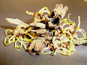 Hamamelis: leere Kapselfr&uuml;chte, Studioaufnahme.