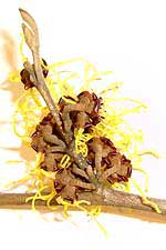 Studio: Bl&uuml;tenstand 'R&uuml;ckseite', Detail.