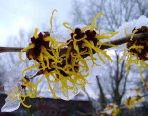 Hamamelis im Schnee.