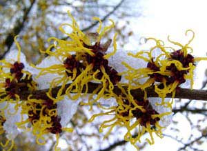 Hamamelis im Schnee.