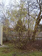 Hasel: junger Strauch.