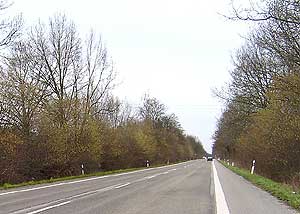 Hasel: gro&szlig;e Best&auml;nde am Stra&szlig;enrand mit ihren Bl&uuml;tenst&auml;nden und Bl&uuml;ten als Aspekt im Januar.